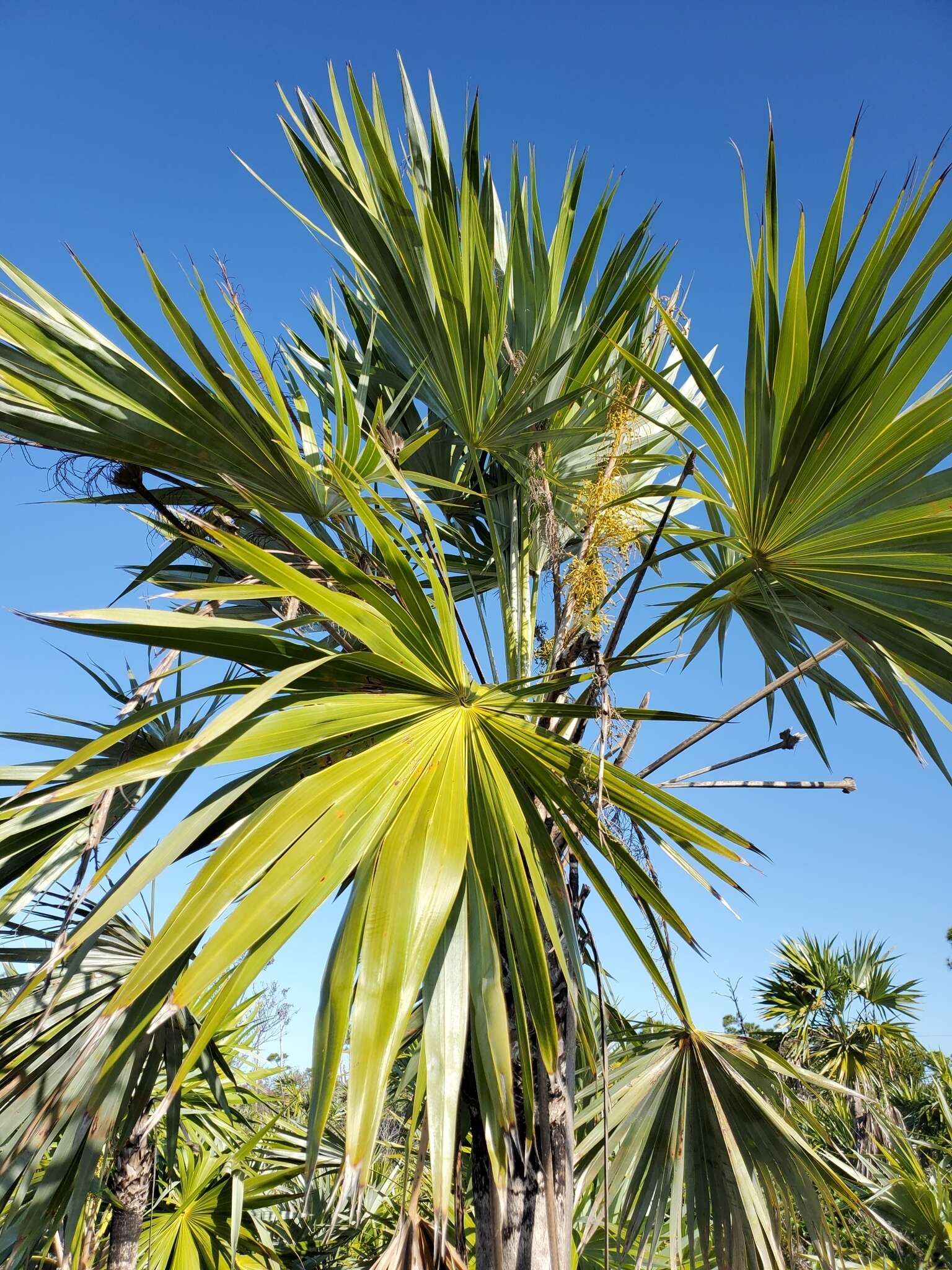 Image of white thatch palm