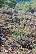 Image of English Lavendar