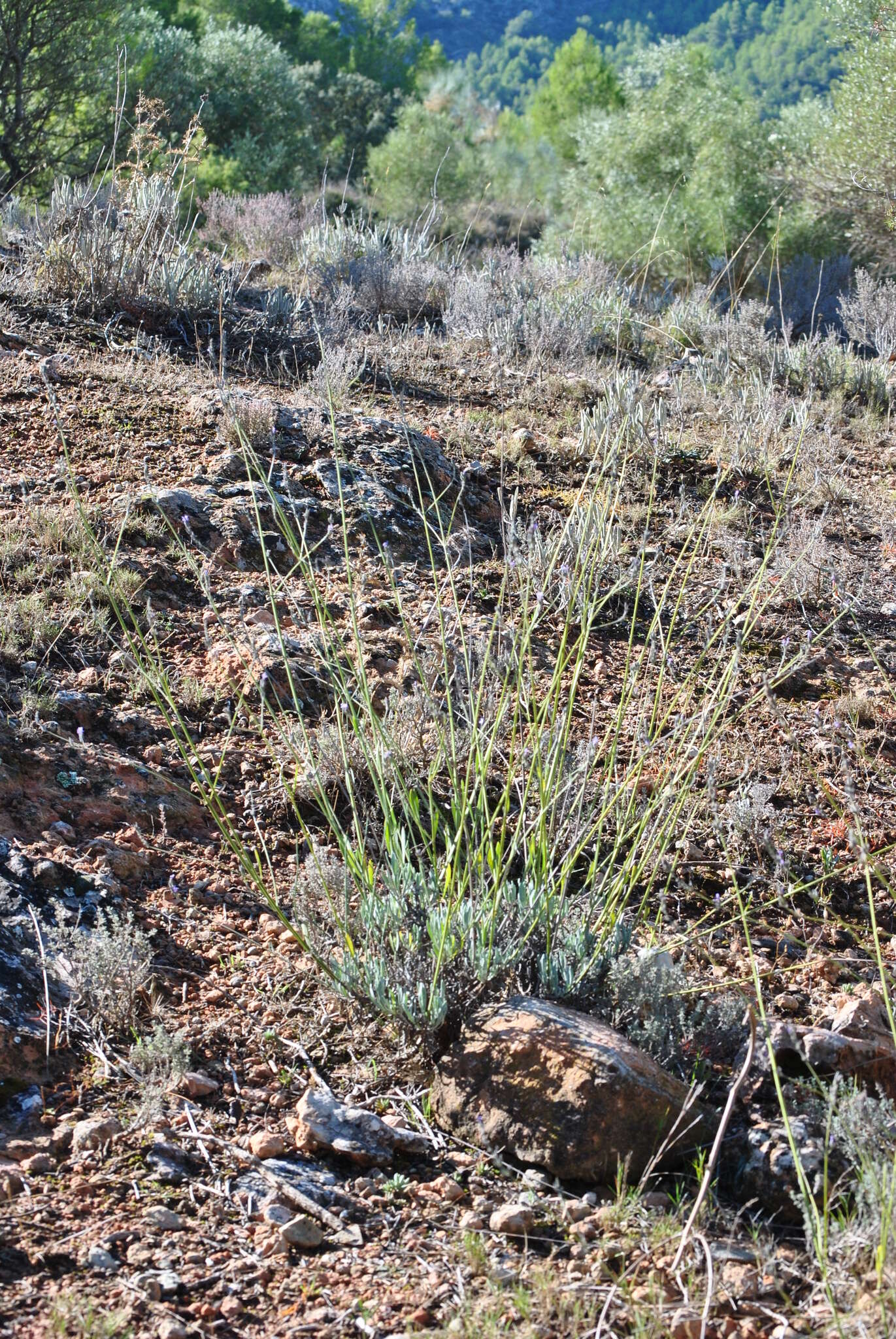 Image of English Lavendar