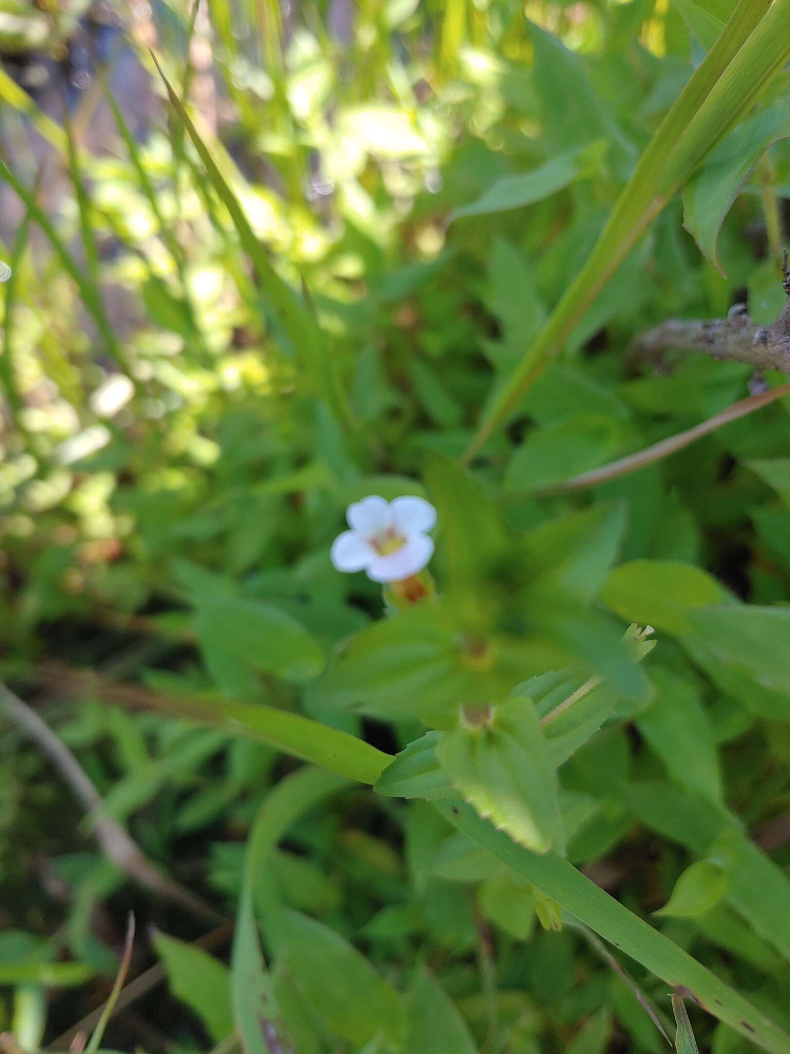 Plancia ëd Gratiola viscidula Pennell