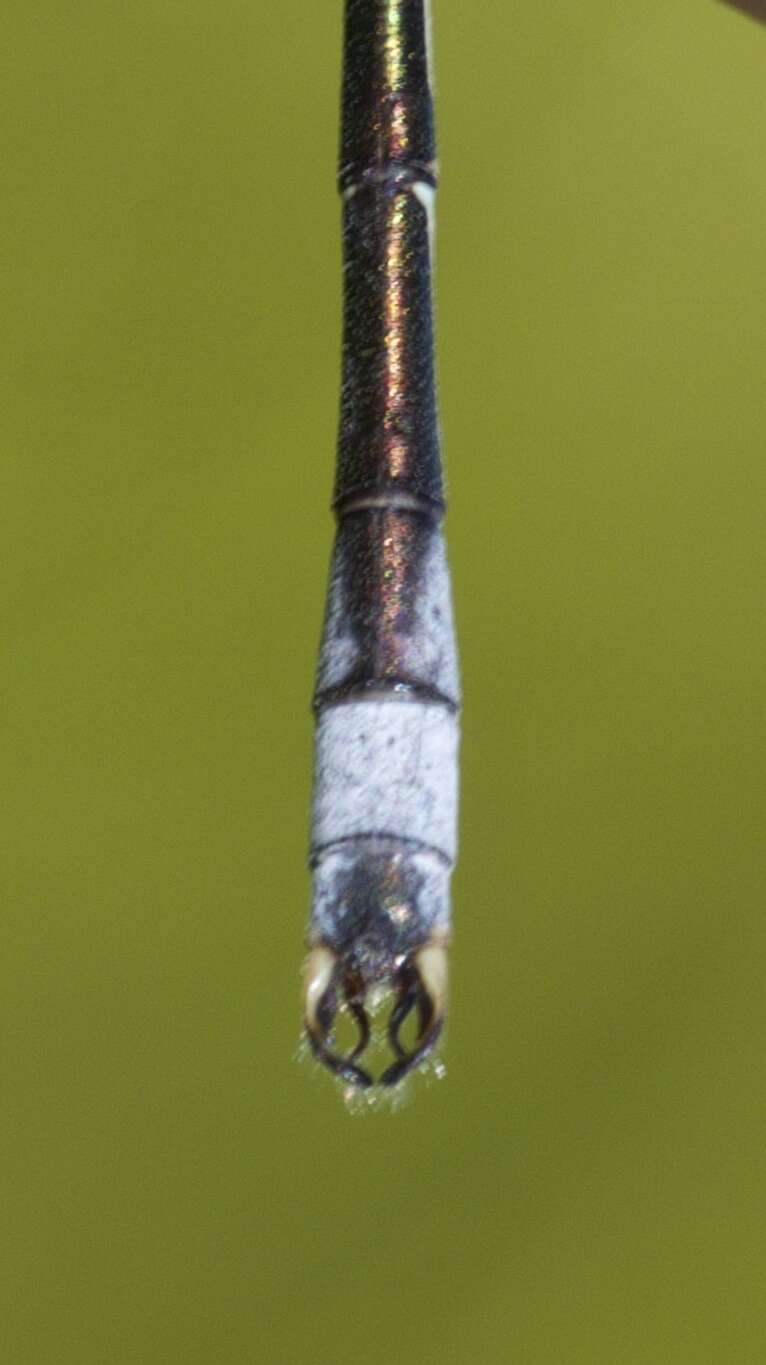 صورة Lestes unguiculatus Hagen 1861