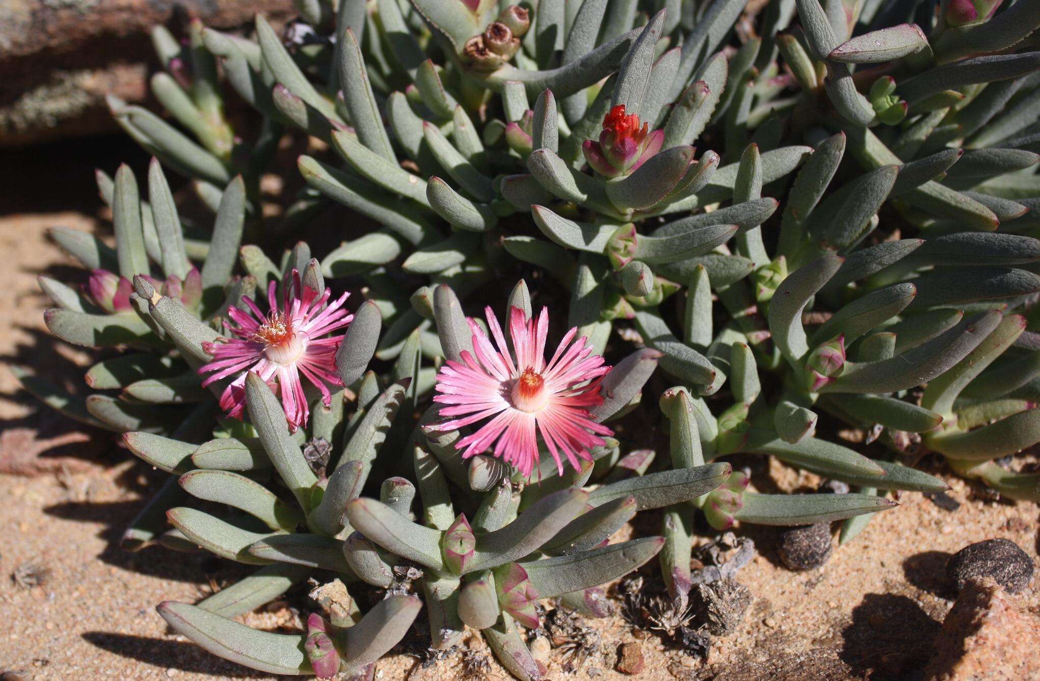 Image of Ruschia dichroa (Rolfe) L. Bol.