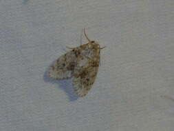 Image of Little White Lichen Moth