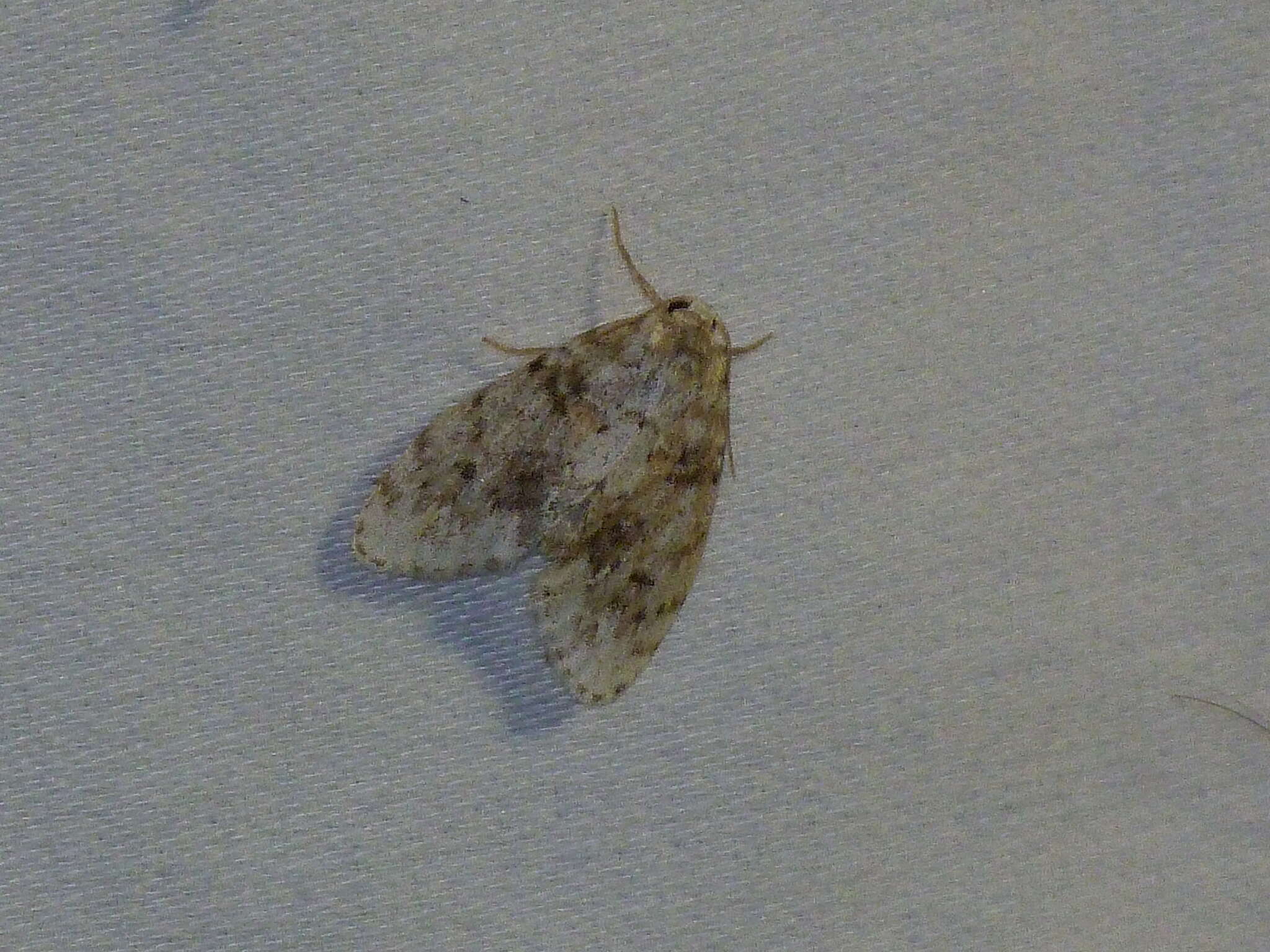 Image of Little White Lichen Moth