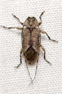 Sternidius mimeticus (Casey 1891) resmi