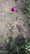 Image of Dianthus capitatus Balb. ex DC.