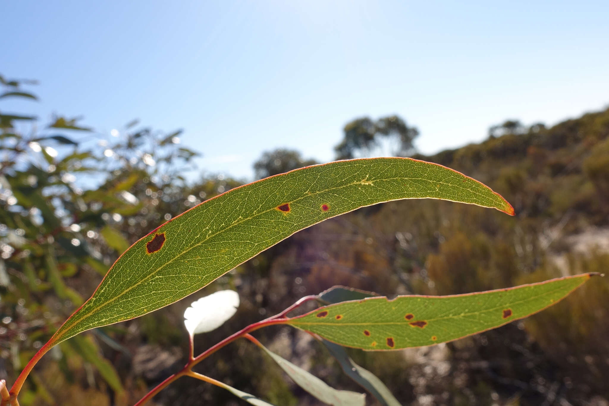 Image of Eucalyptus leucoxylon subsp. stephaniae K. Rule