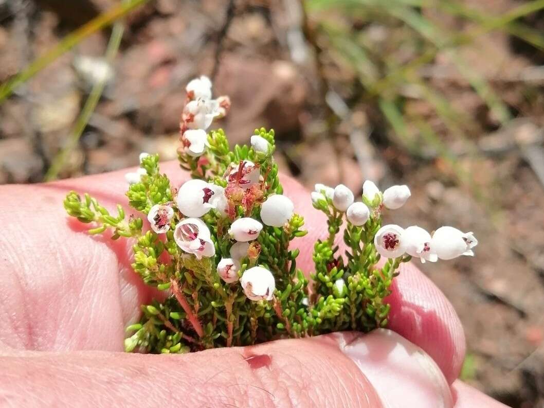 Image of Erica pubescens L.