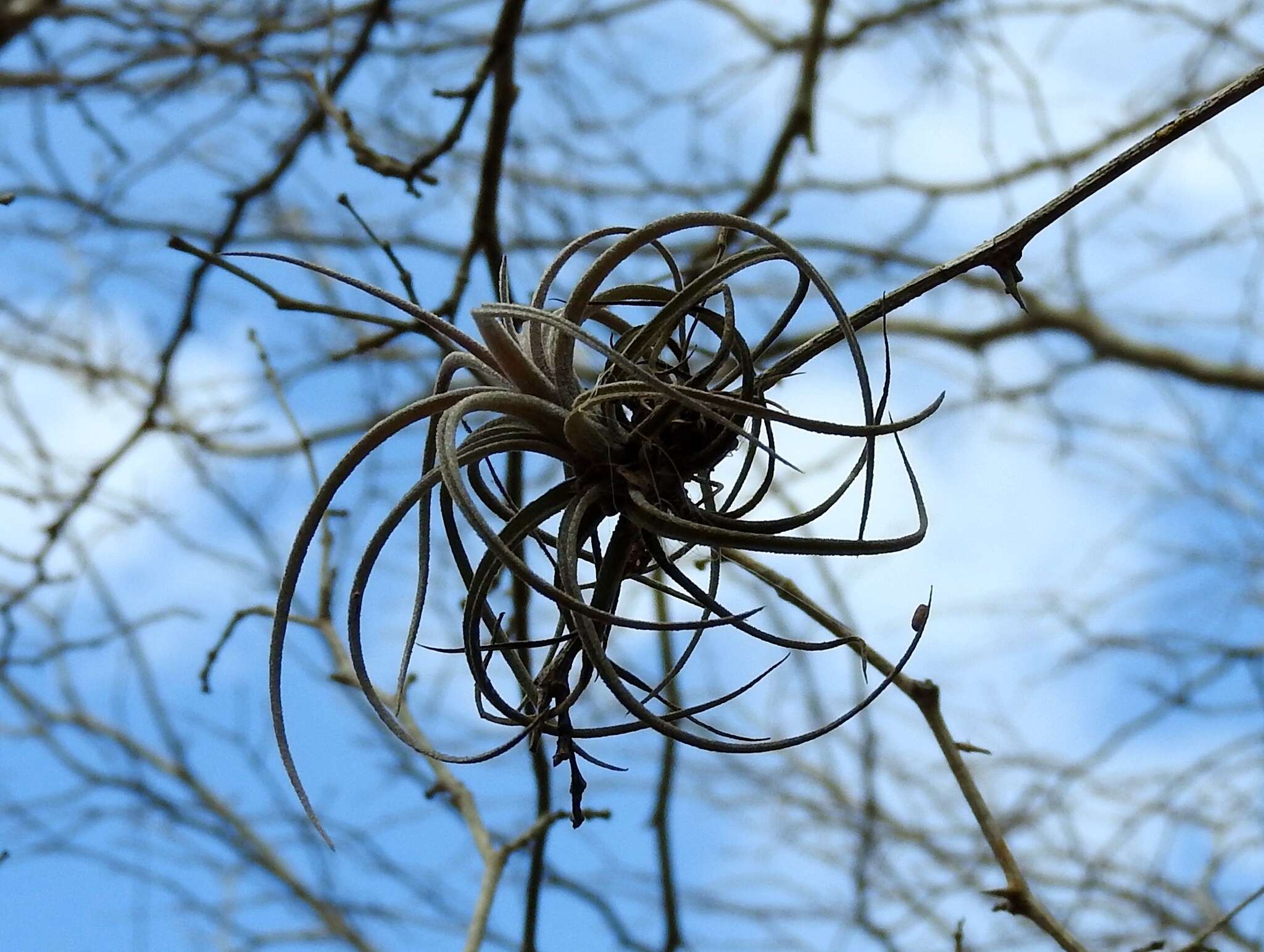 Tillandsia exserta Fernald resmi