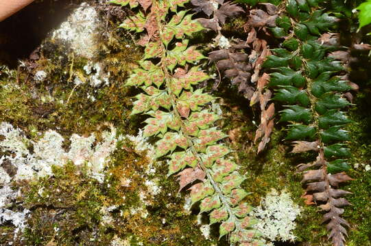 Image of Polystichum acanthophyllum (Franch.) Christ