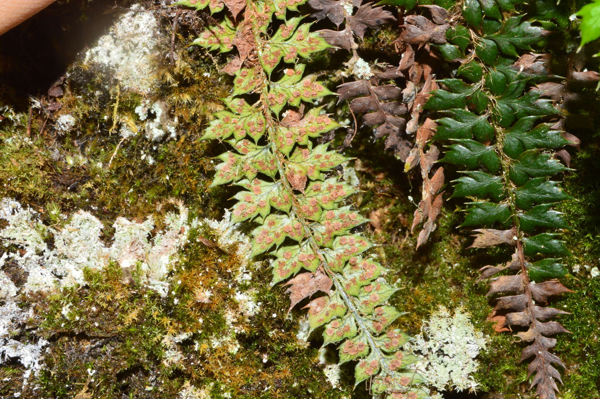 Polystichum acanthophyllum (Franch.) Christ resmi