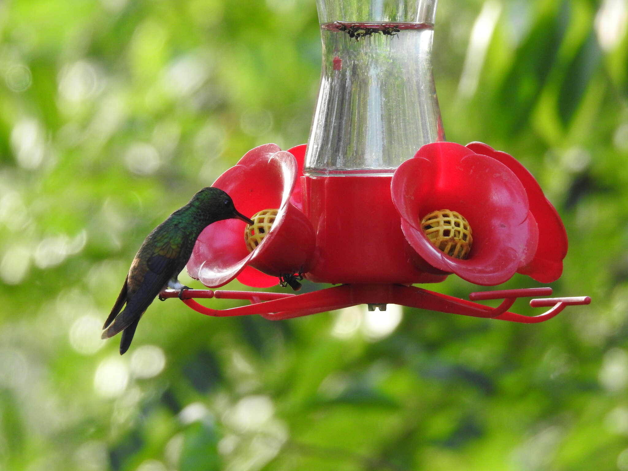 Image of Copper-rumped Hummingbird