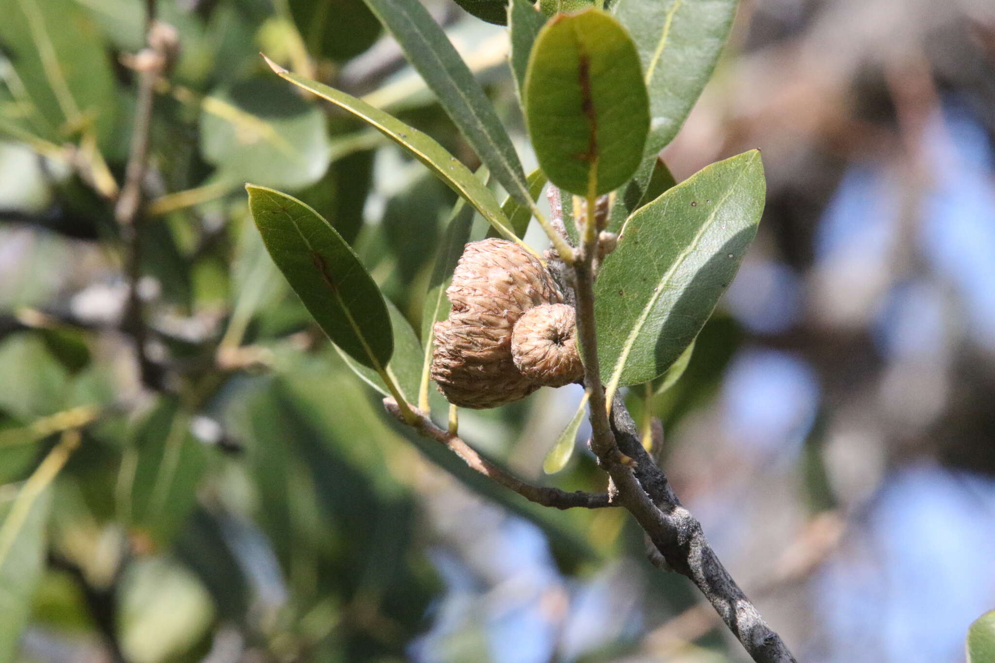 Image of interior live oak