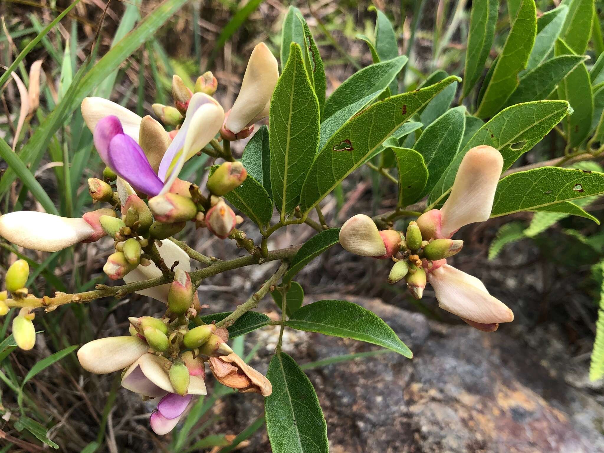 Image of Millettia nitida Benth.