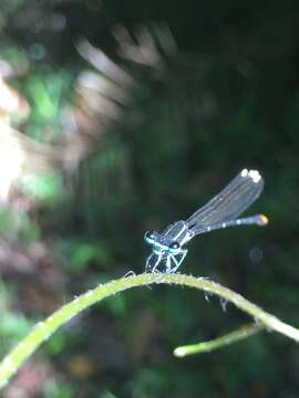 Sivun Allocnemis leucosticta Selys 1863 kuva