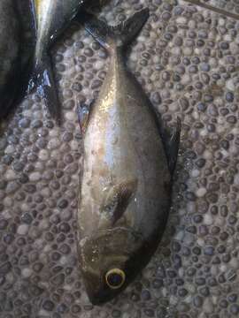 Image of Almaco Amberjack