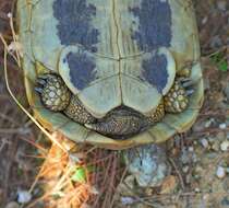 Image of Hermann's Tortoise