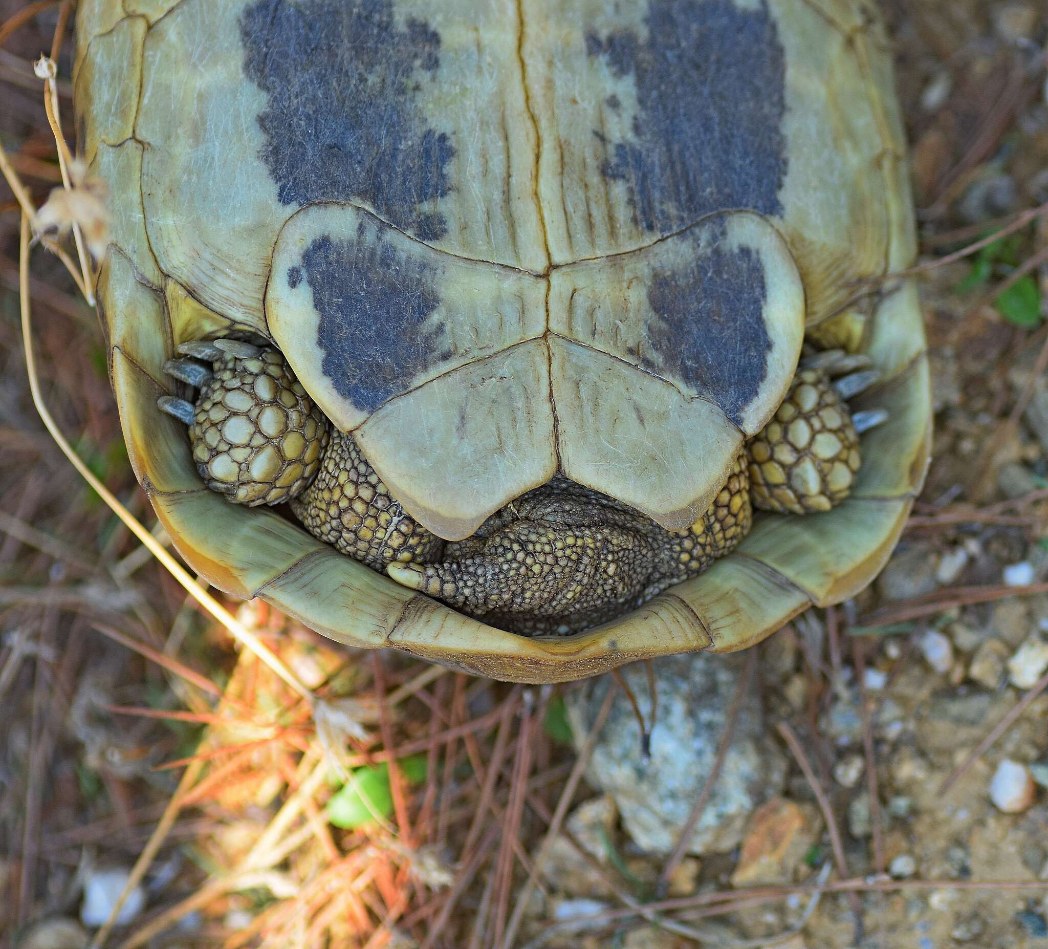 Image of Hermann's Tortoise