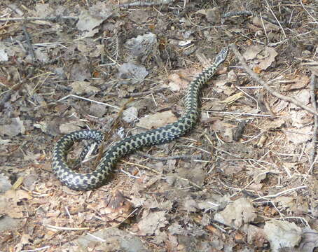 Image of Adder