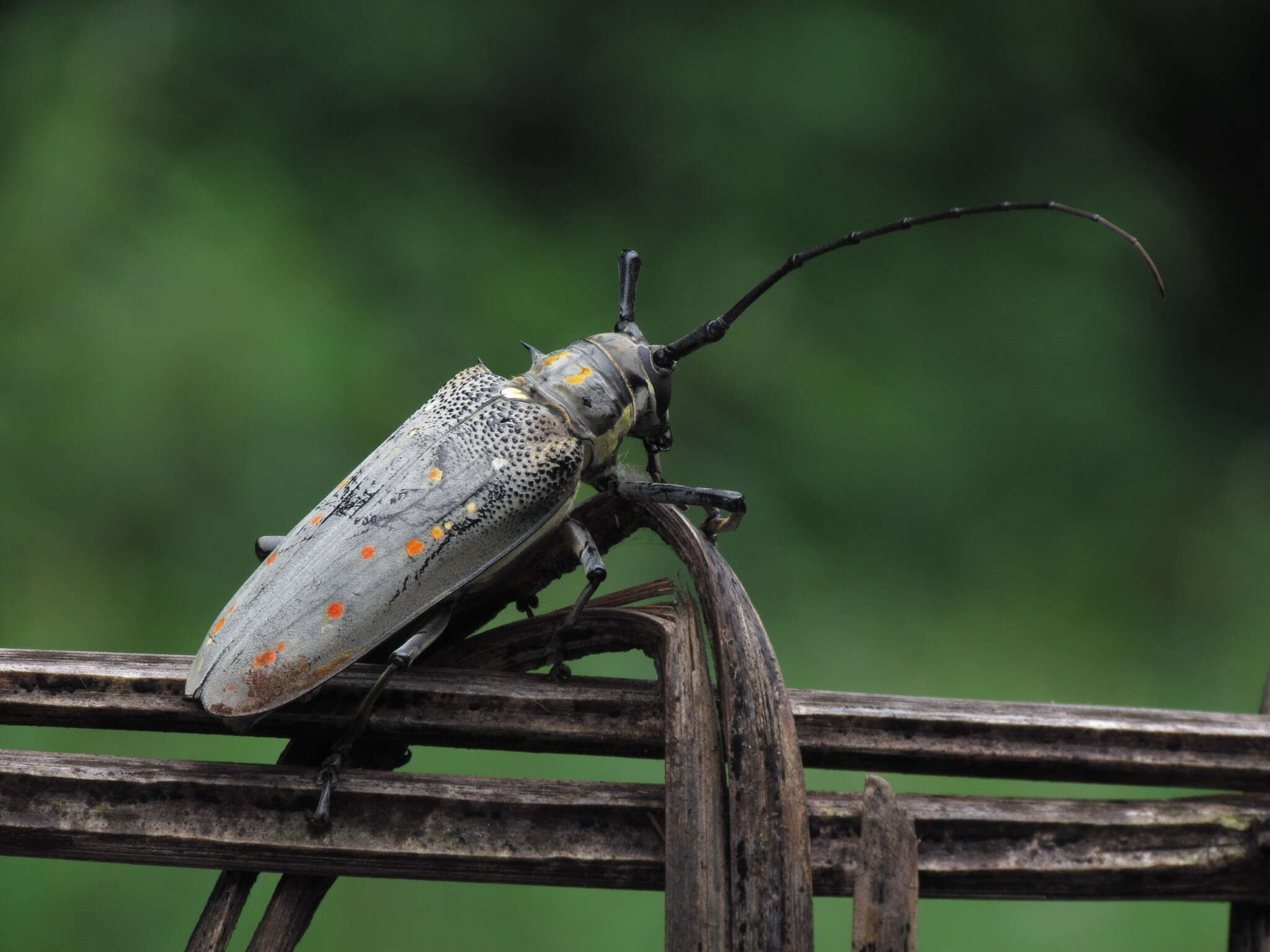 Image of Batocera rufomaculata (Degeer 1775)