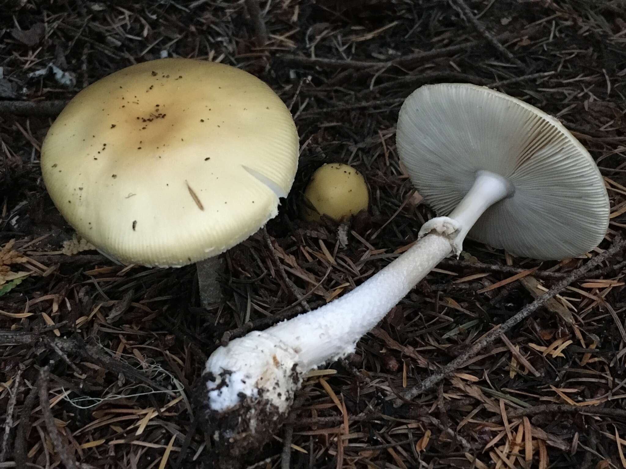 Слика од Amanita breckonii Thiers & Ammirati 1982