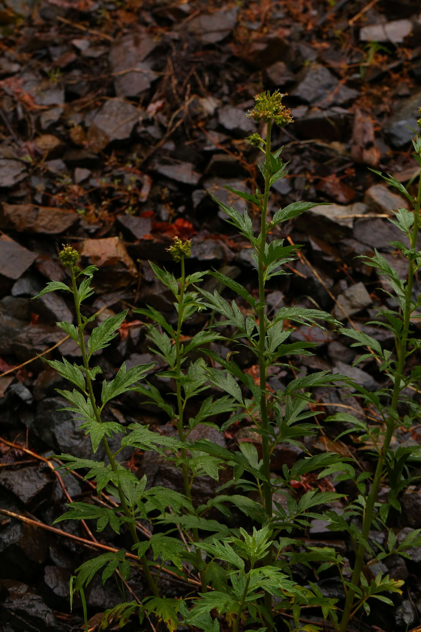 Image de Phacelia procera A. Gray