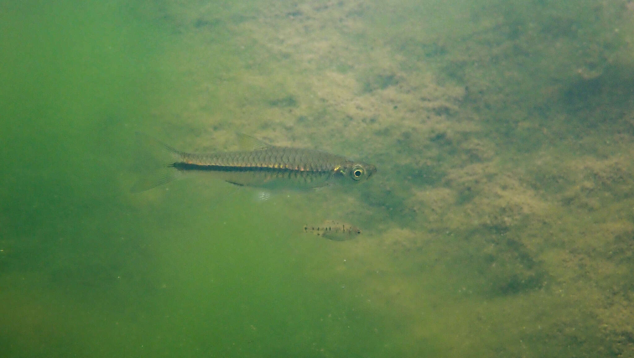 Image of Chinese rasbora