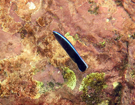 Image of Blue diesel wrasse