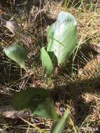 Image of Bolander's mule-ears