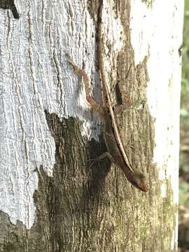 Image of Anolis apletophallus Köhler & Sunyer 2008