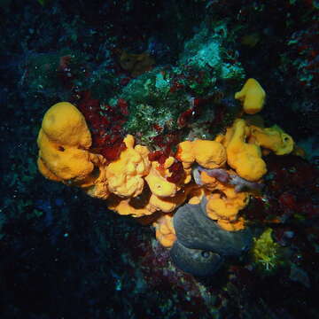 Image of Maltese sponge