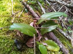 Kalanchoe porphyrocalyx (Bak.) Baill. resmi