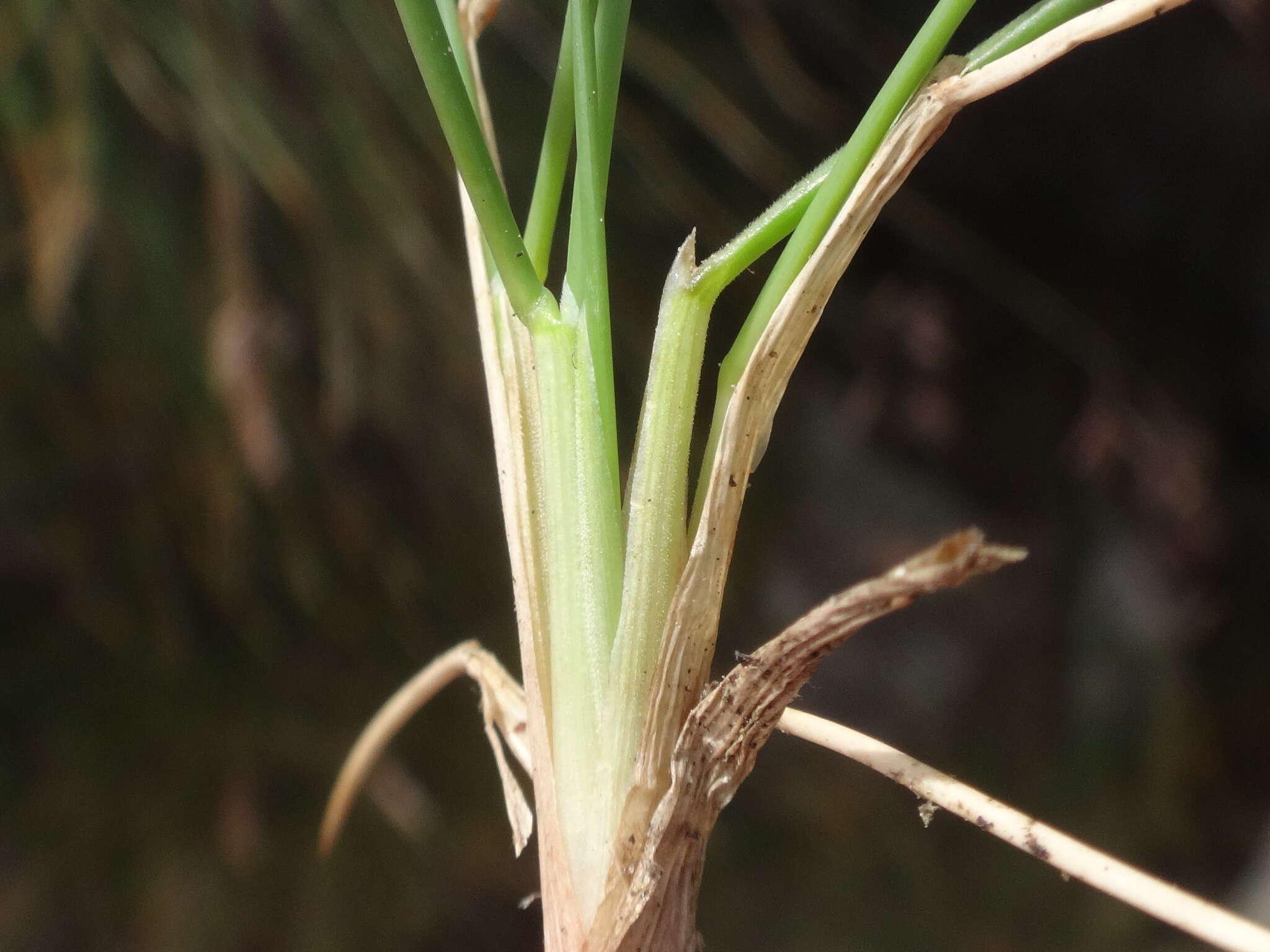 Image of Festuca varia Haenke