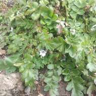 Image of Phacelia platycarpa var. bursifolia (Willd. ex Roem. & Schult.) Constance
