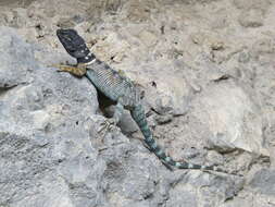 Image of Ornate Spiny Lizard