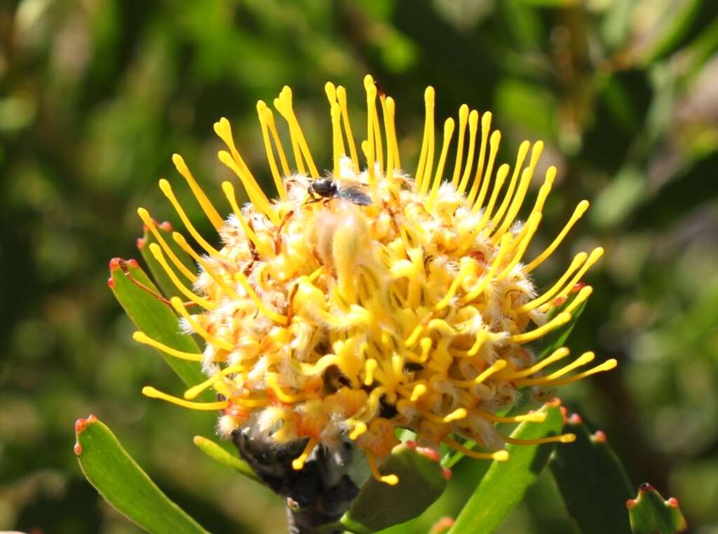 Plancia ëd Leucospermum muirii Phillips