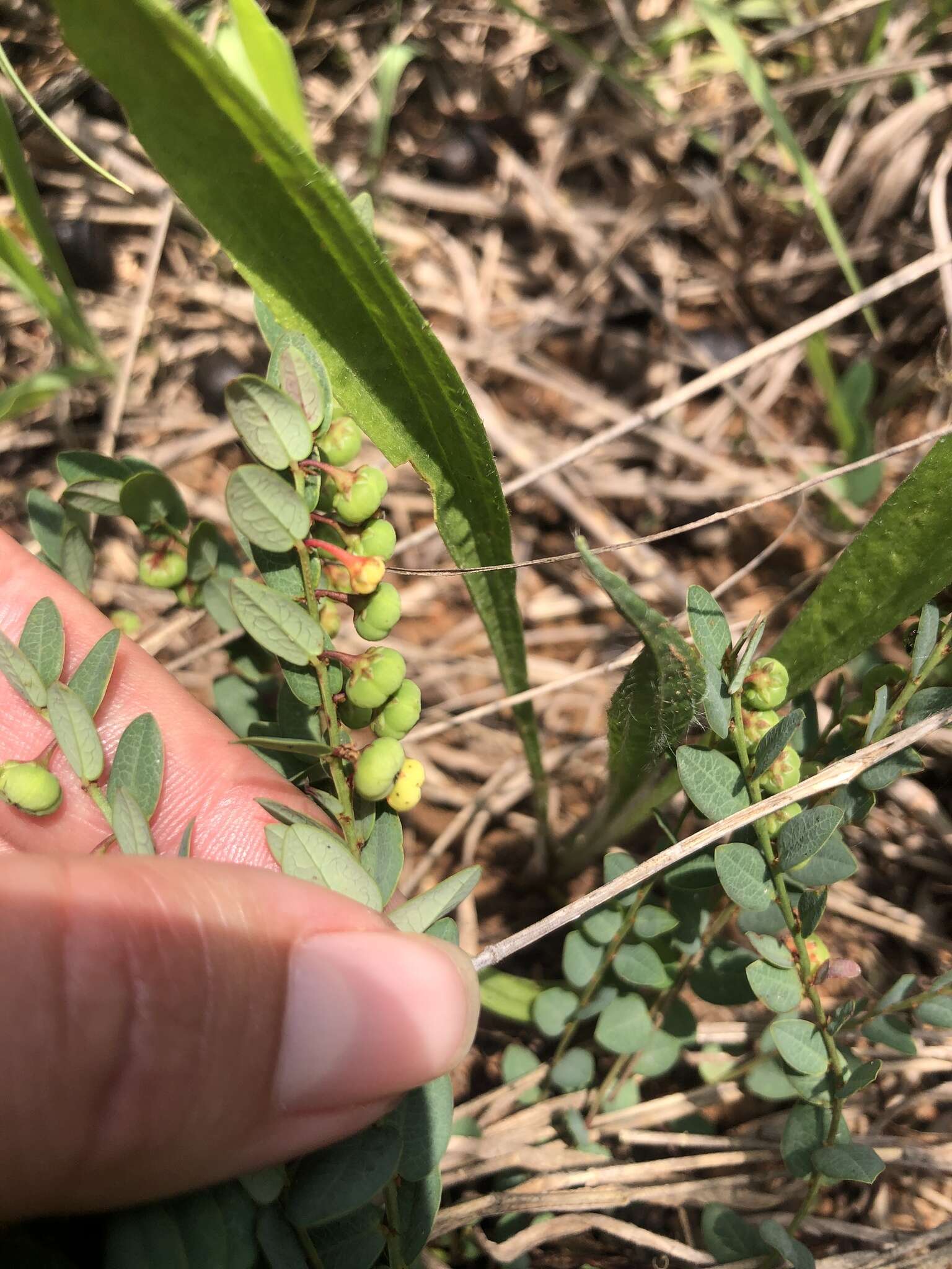 Image of Phyllanthus parvulus Sond.