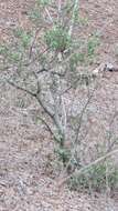 Image of Bonellia macrocarpa subsp. pungens (A. Gray) B. Ståhl & Källersjö