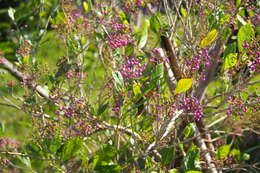 Image of Callicarpa japonica var. luxurians Rehder