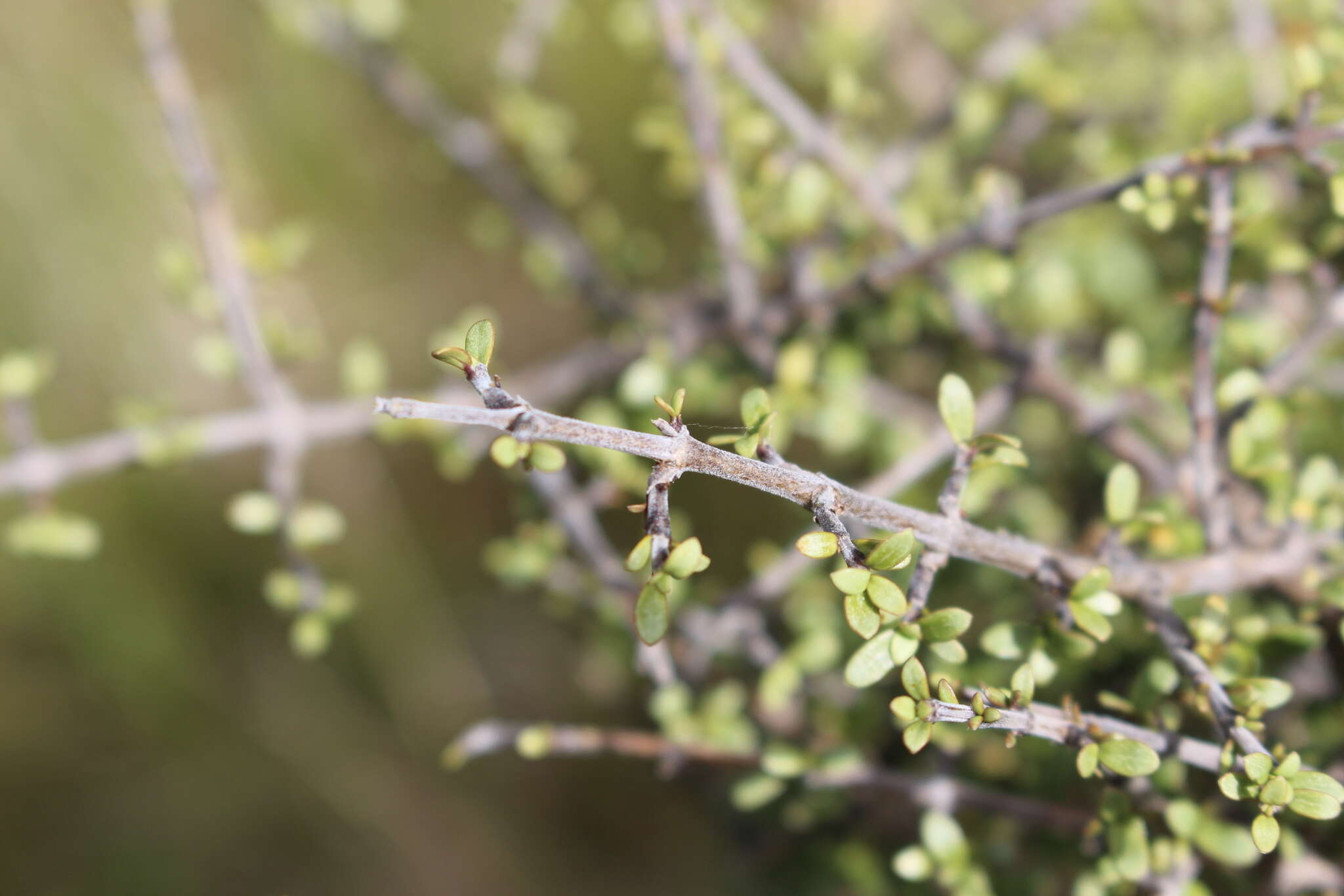 صورة Coprosma dumosa (Cheeseman) G. T. Jane