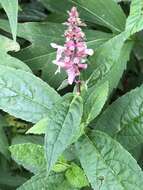 Stachys latidens Small resmi