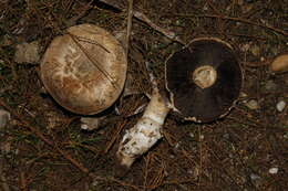 Image of Agaricus aridicola Geml, Geiser & Royse ex Mateos, J. Morales, J. Muñoz, Rey & Tovar 2009