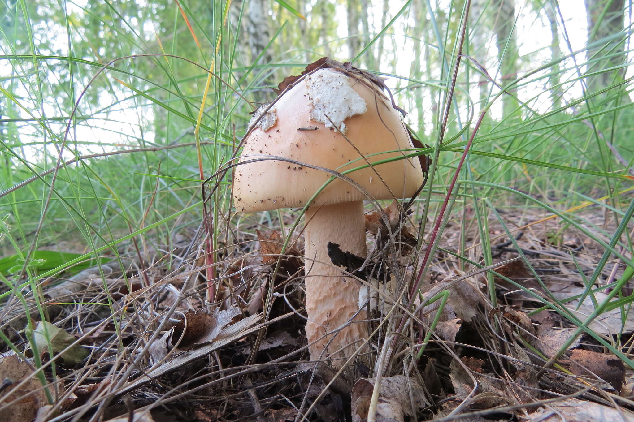 Image de Amanita contui Bon & Courtec. 1989