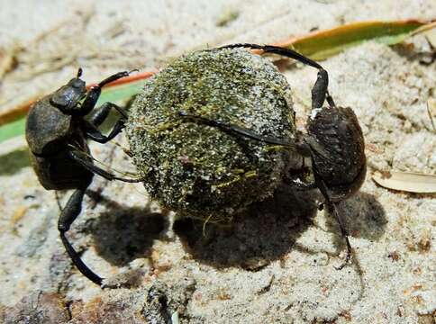 صورة Sisyphus impressipennis Lansberge 1886