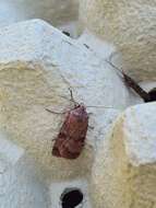 Image of six-striped rustic