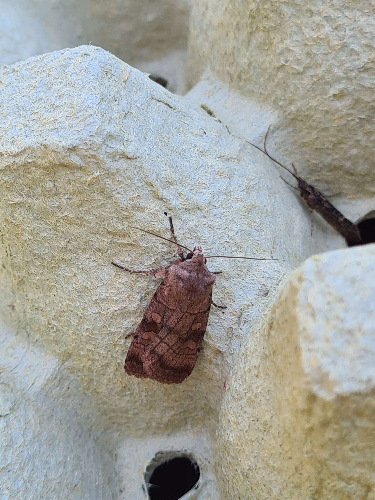 Image of six-striped rustic