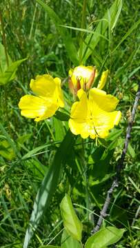 Image of Prairie sundrops