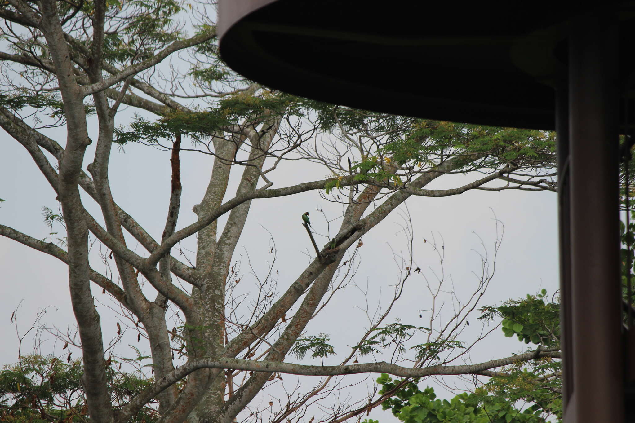 Image of Long-tailed Parakeet