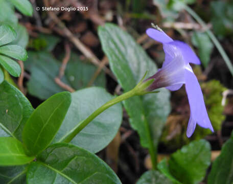 Image of Common Periwinkle