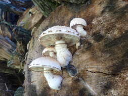 Image of Hemipholiota